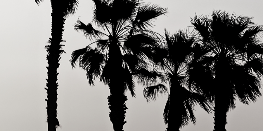 HB Palm Trees