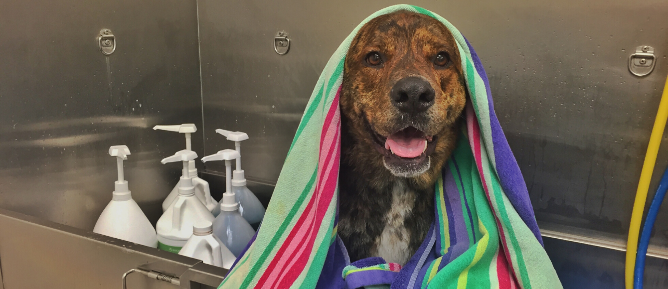 QUALITY Pet Care in Huntington Beach myHBliving